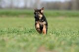 BERGER ALLEMAND 1158